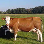 Nederlandse koe